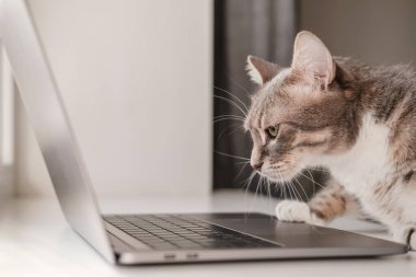 Ciddi, konsantre kedi evde otururken dizüstü bilgisayarla çalışıyor. Yaşam biçimi.
