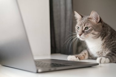 Ciddi, konsantre kedi evde otururken dizüstü bilgisayarla çalışıyor. Yaşam biçimi.