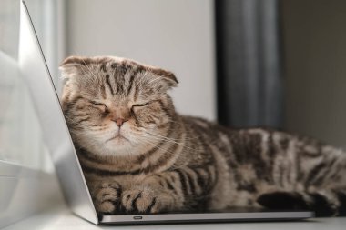 Kedi ultrabook 'a uzandı ve uyuyormuş gibi yaptı. Sıkıldı ve sahibinin bilgisayarla çalışmasını engellemeye karar verdi..