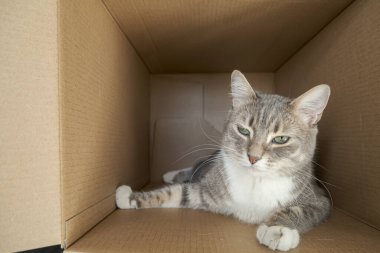 Önemli bir görünüşü olan sevimli kedi büyük bir karton kutuda dinleniyor..