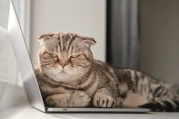 Dissatisfied cat Scottish Fold from lack of attention lay down on the ultrabook and prevents the owner from working with a laptop — Stock Photo, Image