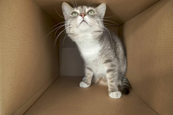 Милий, обережний кіт сидить у великій картонній коробці і виглядає з цікавістю та інтересом . — стокове фото