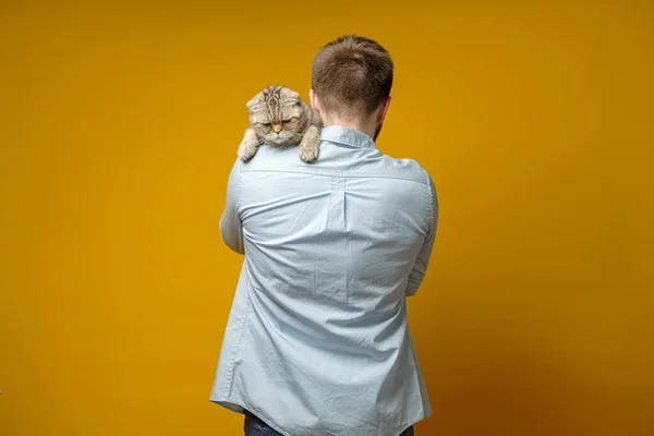 Расстроенная, обиженная кошка, шотландская складка, сидящая на плече хозяина. Концепция любви к домашним животным . — стоковое фото