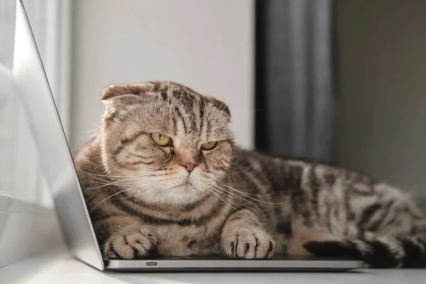 Üzgün kedi, sıkılmış ve ilgisiz, ultra-abook klavyeye uzandı ve sahibinin çalışmasına izin vermedi.