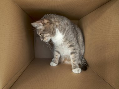 Komik, meraklı kedi büyük bir karton kutuda oturur ve ilginç bir şeye bakar..