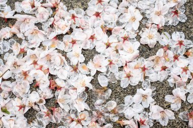 Güzel çiçekler kiraz çiçekleri ya da çiçek açan sakura yürüyüş yolunda yatar, bazı yapraklar çiğnenir. Üst görünüm.