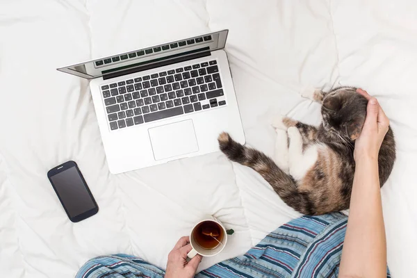 Kvinna som arbetar hemma i sängen under karantän själv isolering med hjälp av laptop och hålla i händerna en kopp te, ligger bredvid en katt och en smartphone. — Stockfoto