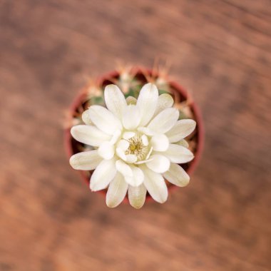 Tenceredeki güzel kaktüs. Çiçek. Üst görünüm.