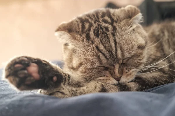 Funny Scottish Fold cat carefully cleans her paw, using a nibbling, from which her nose wrinkled. Close-up. — Stock Photo, Image