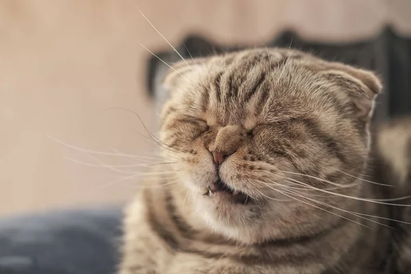 Şirin kedi İskoç Katliamı hapşırmak üzere, bu yüzden buruşuk bir burnu ve komik bir ağzı var..