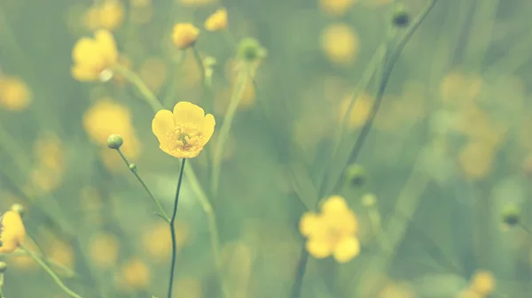 バターカップ、 Ranunculusアクリスの美しい花は、雨の後、ぼやけた背景にあります。黄色の野花. — ストック写真