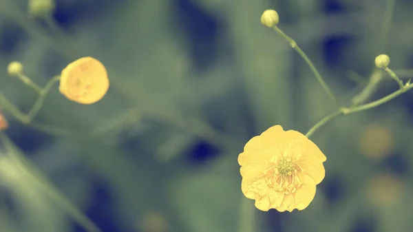 Красиві жовті квіти масляної чашки, ранункулус, після дощу, на розмитому тлі, в літній день . — стокове фото