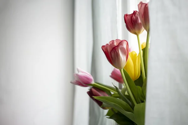 Beautiful bouquet of tulips is visible from behind the curtains, in natural light from the window. Copy space. — Stock Photo, Image