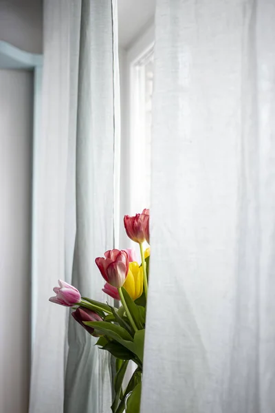 在窗帘后面，在窗户的自然光中，都能看到一束美丽的郁金香. — 图库照片