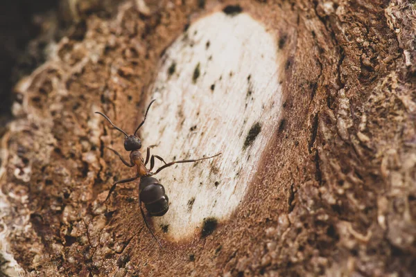 La hormiga del bosque rojo, Formica rufa, se sienta en un árbol al atardecer. Macro . — Foto de Stock