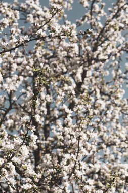 Güzel çiçek açan elma ağacı, mavi gökyüzüne karşı. Filtrelenmiş fotoğraf.
