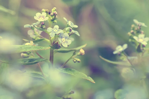 Güzel kokulu Myosotis, bir bahar günü, bulanık bir arka planda. Filtrelenmiş fotoğraf. Makro. — Stok fotoğraf