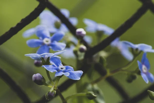 Beautiful, blue, fragrant Myosotis flowers, on a blurred background of greenery and an old rusty chain-link fence. Macro. — Stock Photo, Image