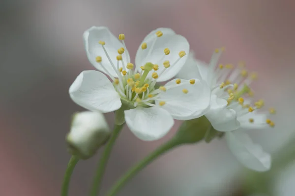 桜の白花を咲かせ、背景色にはプルヌス亜、セラサスを咲かせます。マクロ. — ストック写真