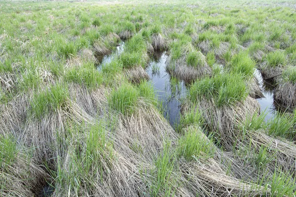 春には田舎の放棄された湿地帯で新鮮な緑の草が育ちます. — ストック写真