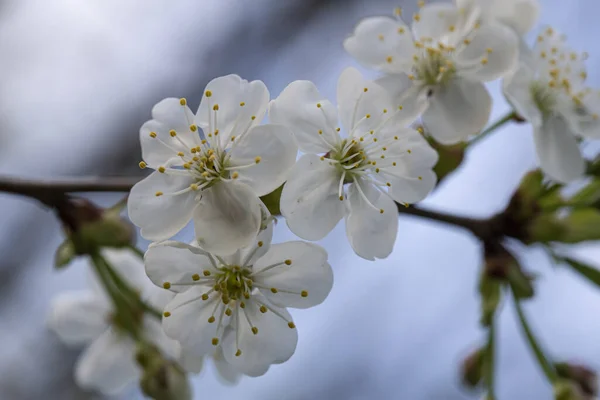 Kauniita valkoisia luumupuun kukkia, Prunus domestica, sinistä taivasta vasten, illalla. Makrotalous . — kuvapankkivalokuva