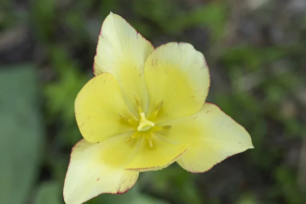 Blommande gul tulpan i trädgården på en solig vårdag, en mjuk grön bakgrund. Makro. Ovanifrån. — Stockfoto