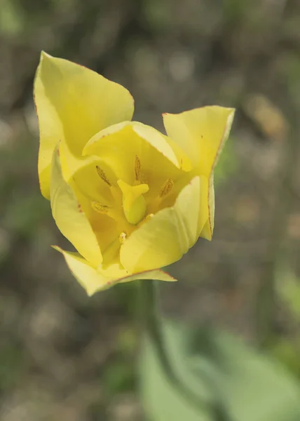 Жовтий тюльпан в саду, в сонячний весняний день, на розмитому тлі. Макро. Вид зверху. Вертикальне фото . — стокове фото