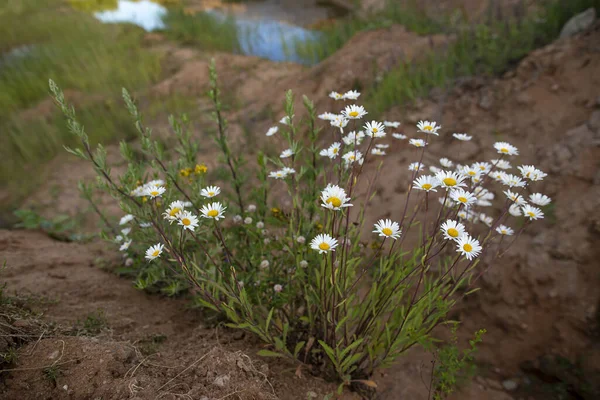 Piękne kwiaty rumianku, Leucanthemum vulgare, na opuszczonym kamieniołomie piasku. — Zdjęcie stockowe