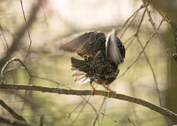 Paarung zweier Stare auf einem Ast am frühen Morgen in den Strahlen der Frühlingssonne. — Stockfoto