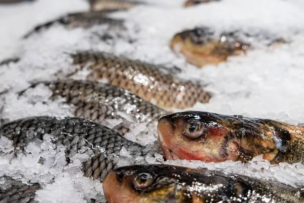 Peixe fresco, carpa comum, em um balcão refrigerado em uma loja entre gelo picado . — Fotografia de Stock