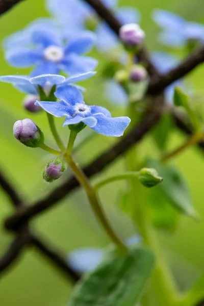 緑と古い錆びたチェーンリンクフェンスのぼやけた背景に、美しく香りの良い開花Myosotis 。マクロ. — ストック写真