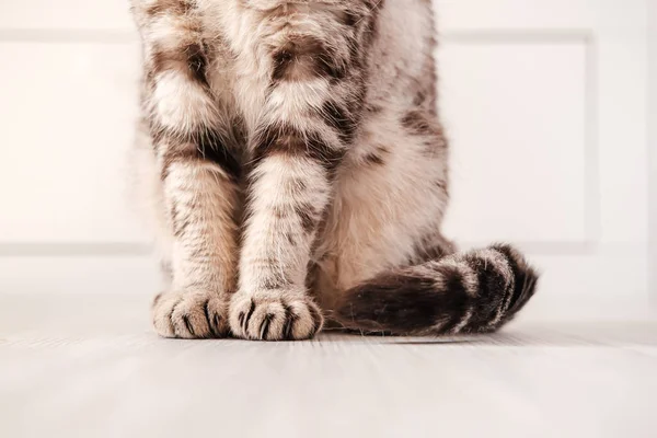 Primer plano de un gato de raza pura sentado con gracia, que lindo se envuelve la cola . — Foto de Stock
