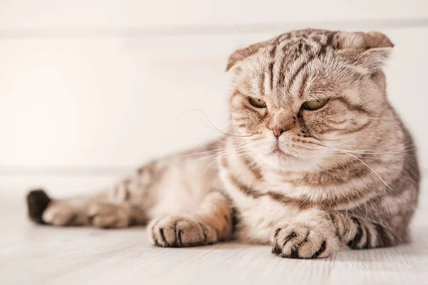 Krásná skotská skládací kočka je v depresi, leží na podlaze s zamyšleným, smutným pohledem na rozmazaném pozadí. — Stock fotografie