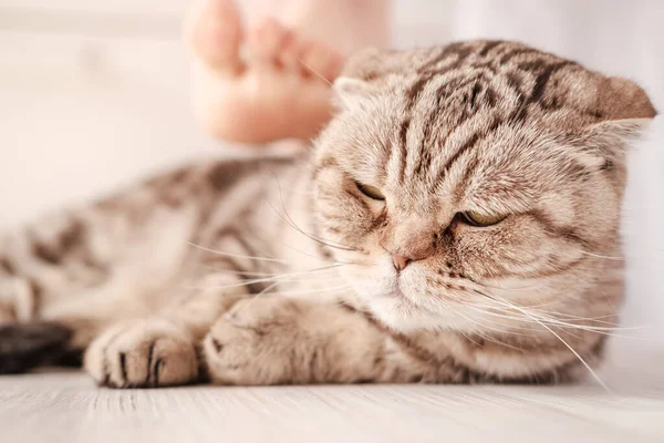 Gato está deprimido, mentiras pensivas no chão, contra o fundo do pé proprietário, com o qual ele quer acariciar seu animal de estimação chateado . — Fotografia de Stock