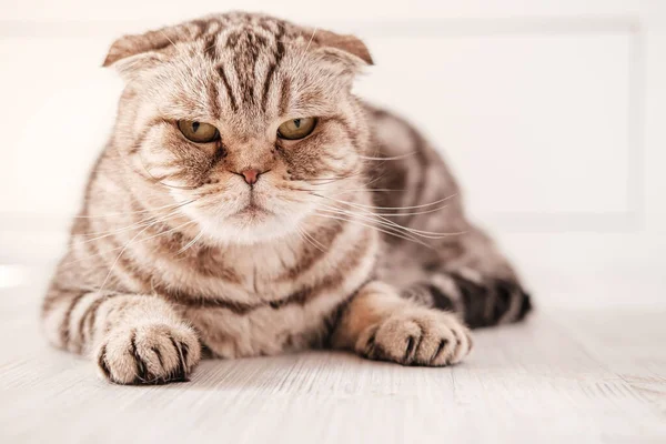 Cat, Scottish Fold jest przygnębiona, leży na podłodze z przemyślanym, smutnym spojrzeniem. Zbliżenie. — Zdjęcie stockowe