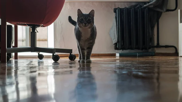 Lindo gato mira con interés y curiosidad, de pie en el suelo de parquet, en el apartamento, a la luz natural desde la ventana . —  Fotos de Stock