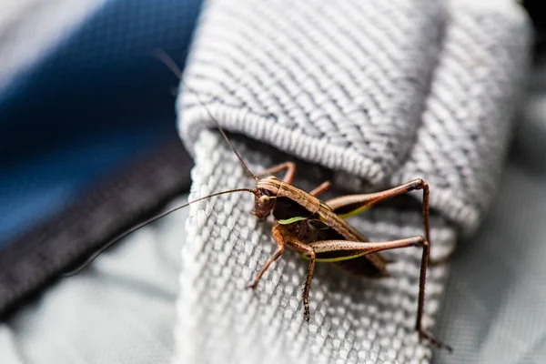 La sauterelle est assise sur une sangle de sac à dos un jour d'été. Macro . — Photo