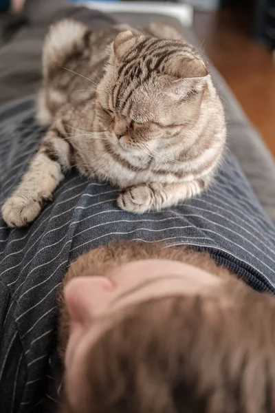 Cat, Scottish Fold, encontra-se no peito de seu proprietário adormecido, em um fundo turvo . — Fotografia de Stock