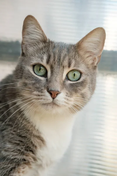Portrét překvapené kočky s krásnýma zelenýma očima. — Stock fotografie