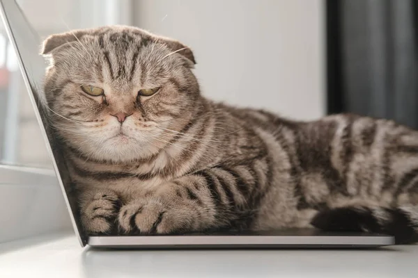 Obrażony kot, znudzony i pozbawiony uwagi, leżał na klawiaturze ultrabooka i nie pozwalał właścicielowi kontynuować pracy. — Zdjęcie stockowe