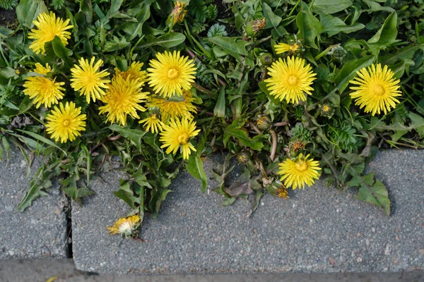 Sárga taraxacum pitypang virágzik a járdaszegély közelében, tavasszal. Felülnézet. — Stock Fotó