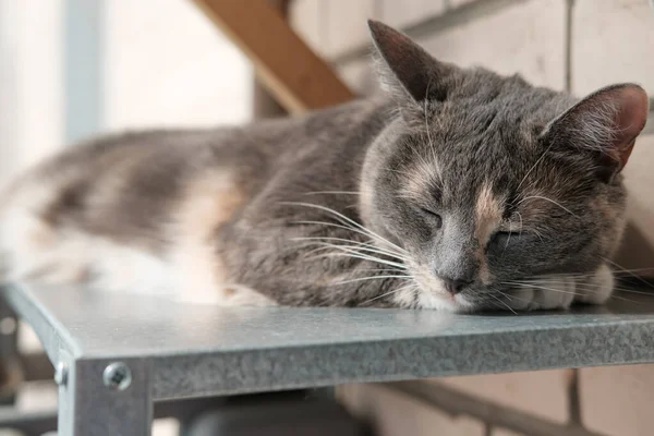 Gato bonito dorme com patas embaixo da cabeça, em uma prateleira de metal, na varanda . — Fotografia de Stock