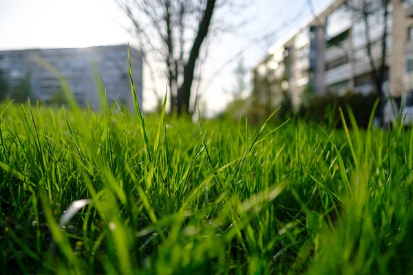 Césped verde y jugoso a la luz del sol en un prado de la ciudad en primavera, sobre un fondo de madera y edificios . — Foto de Stock