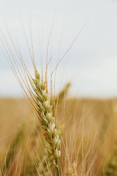 Espiguilla de trigo Triticum sobre un fondo borroso. Agricultura. Una cosecha abundante. Primer plano . — Foto de Stock