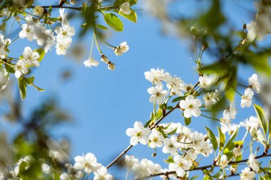 Mavi gökyüzüne karşı kiraz çiçekleri açıyor..