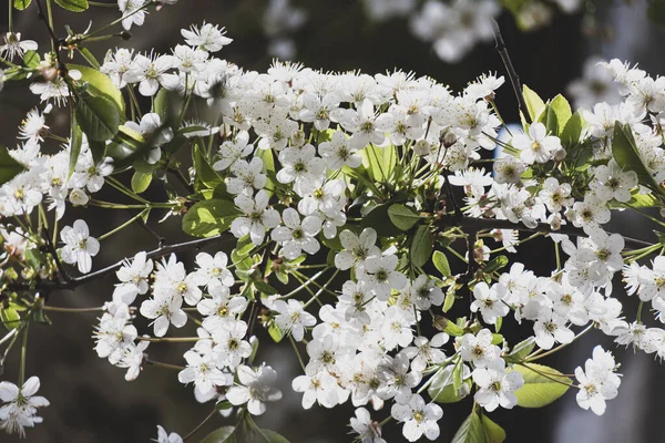 Branch of a blossoming cherry in the sunlight, on a blurry background. — Stock Photo, Image