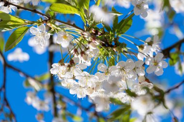 Güneş ışığında mavi gökyüzüne karşı kiraz çiçekleri açar. Yakın plan..