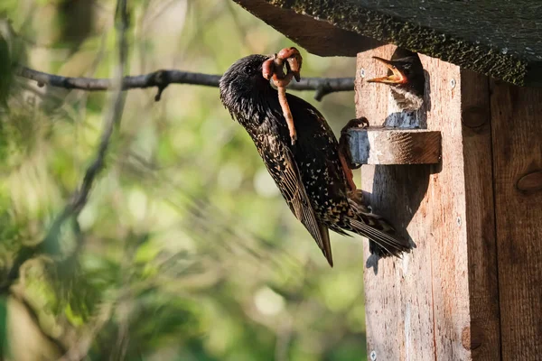 Estornino común sostiene en su pico un gusano grande y gordo, que iba a alimentar a los polluelos sentados en una pajarera en la mañana de primavera . — Foto de Stock