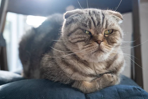 Rozčilená, rozzlobená kočka Scottish Fold leží na židli a tváří se nespokojeně, na rozmazaném pozadí. Detailní záběr. — Stock fotografie