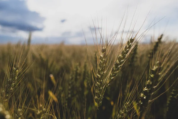 Koření pšenice Triticum na pozadí pole a zatažené oblohy. Zemědělství. Bohatá sklizeň. — Stock fotografie